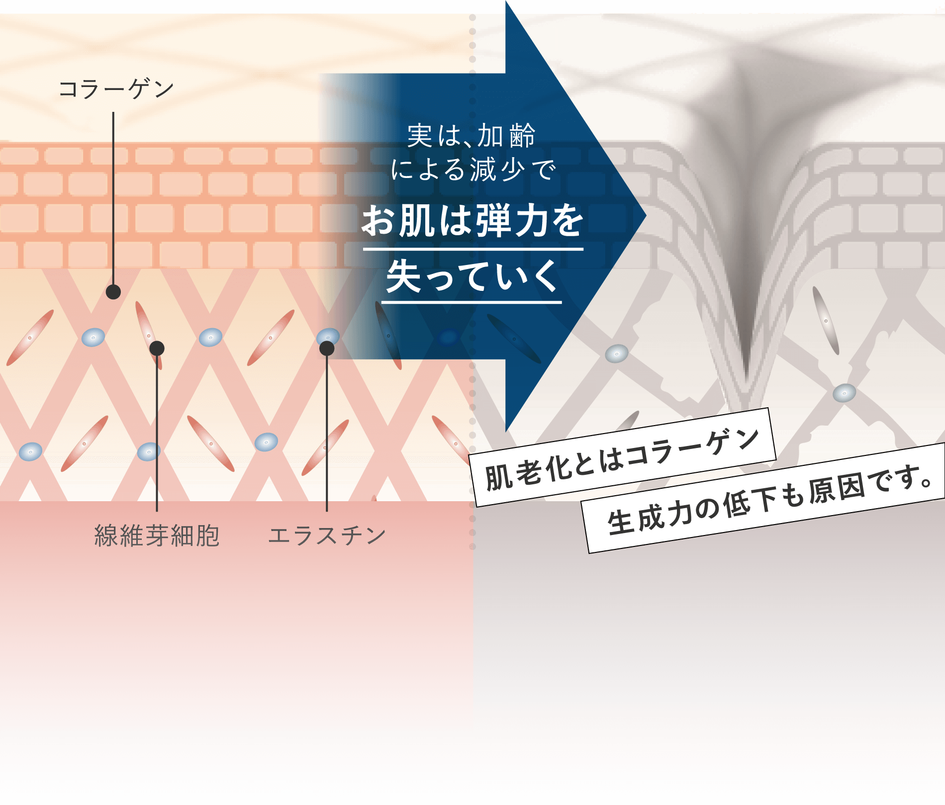 実は、加齢による減少でお肌は弾力を失っていく