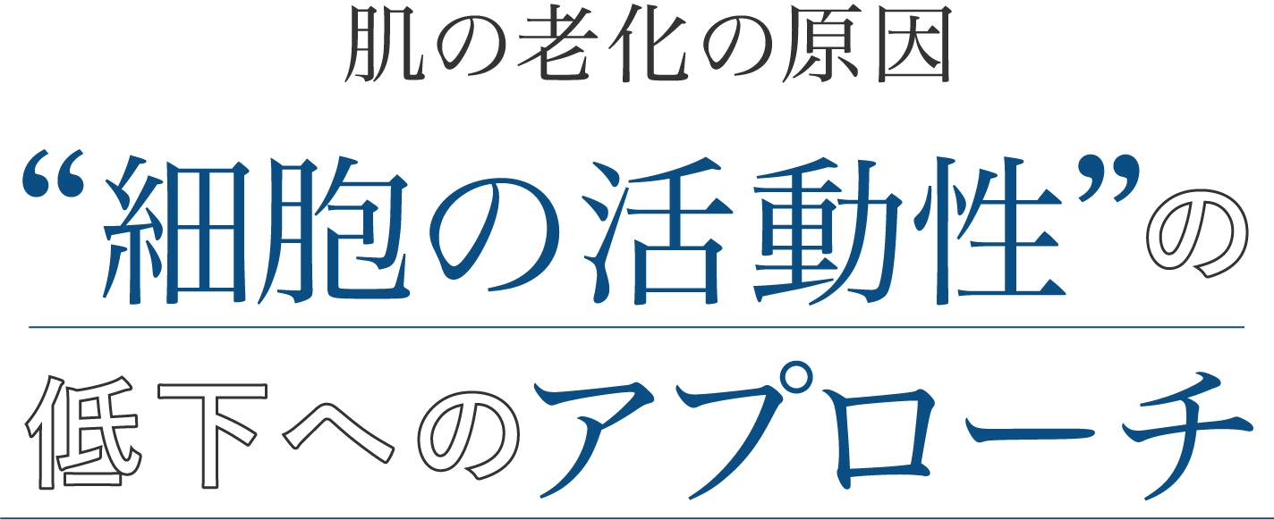肌の老化の原因 細胞の活動性の低下へのアプローチ